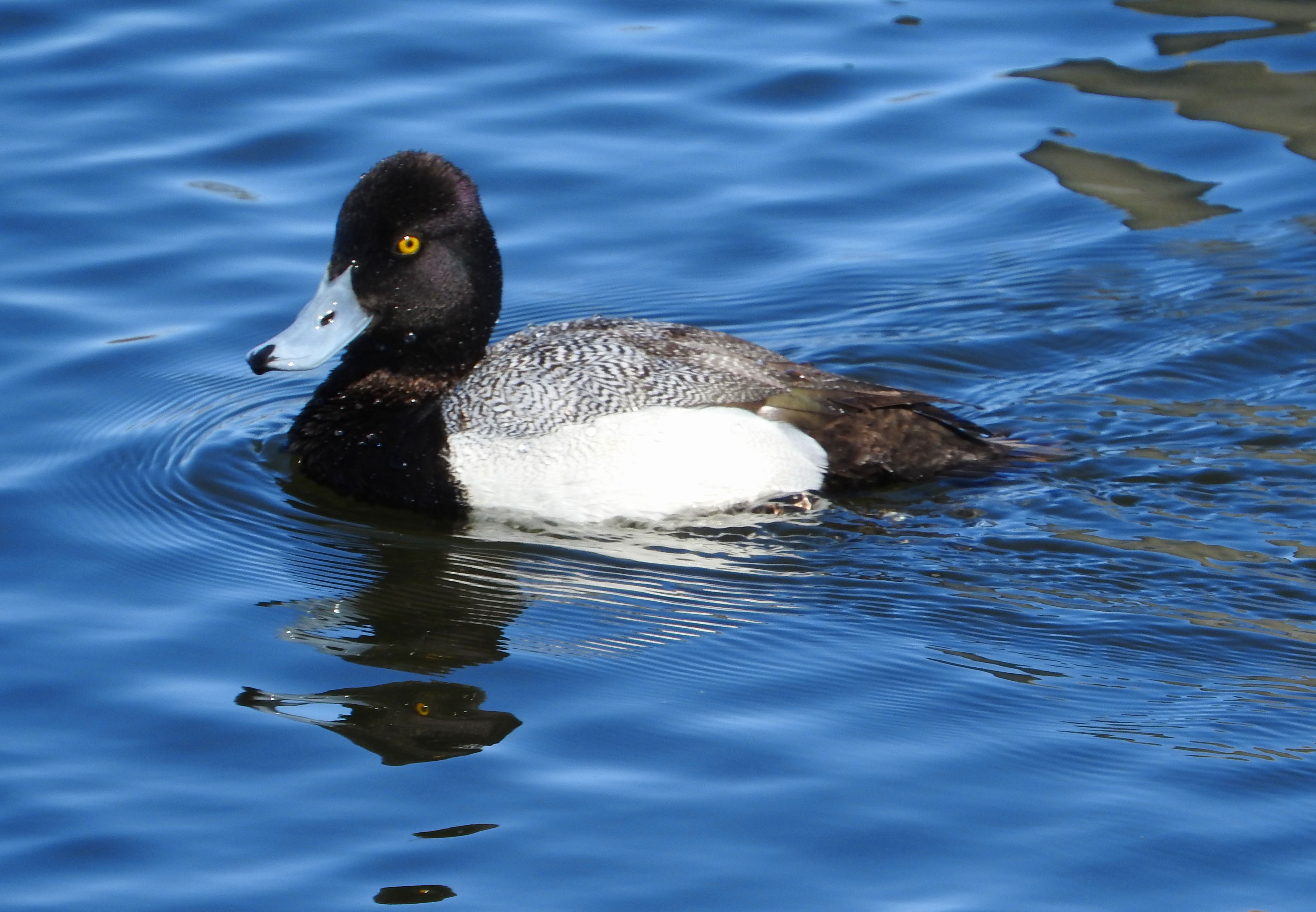 Lesser Scaup Drake